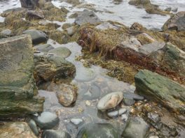 odiorne point tide pool