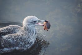 seagull portsmouth