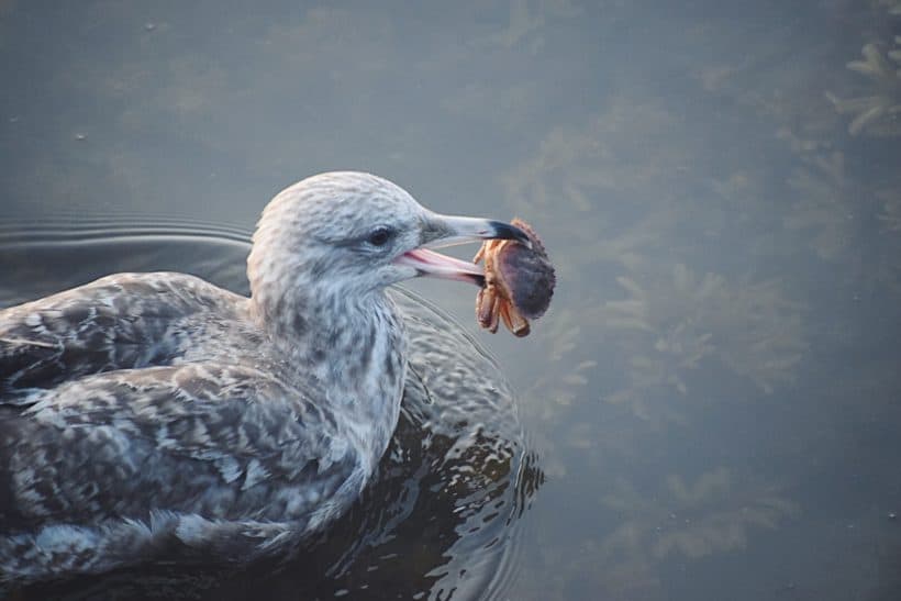 seagull portsmouth