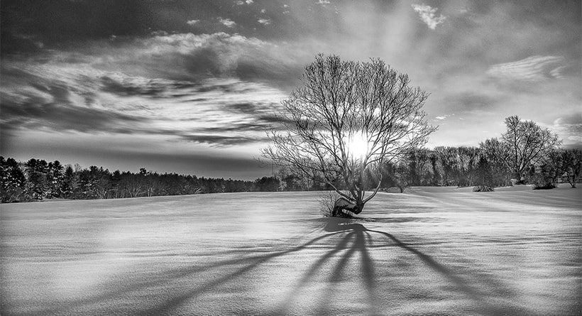 dover tree snow