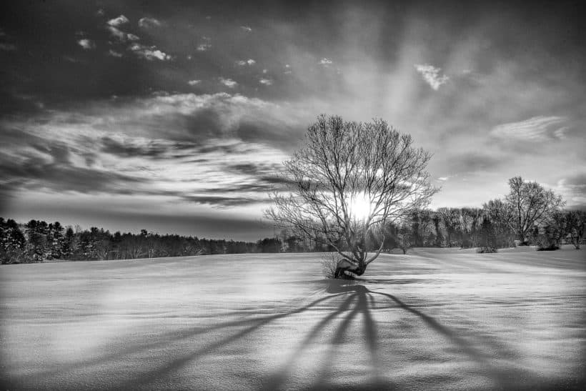 dover tree snow