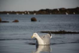 seagull odiorne point