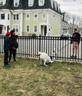 canine social distancing portsmouth