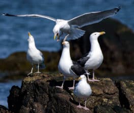 seagulls rye nh