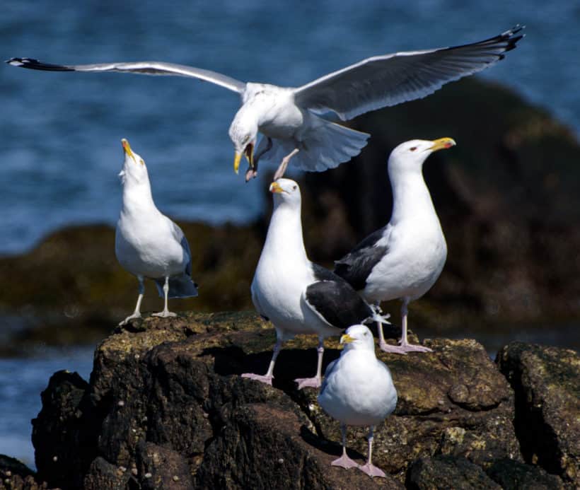 seagulls rye nh