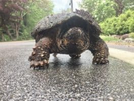turtle rye nh