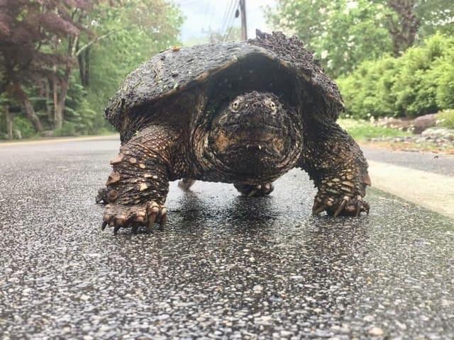 turtle rye nh