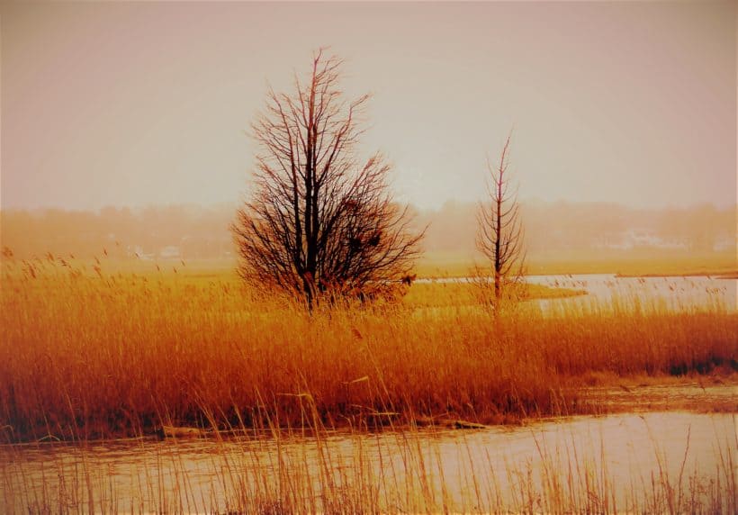 Hampton marsh