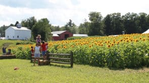 coppal house farm sunflowers