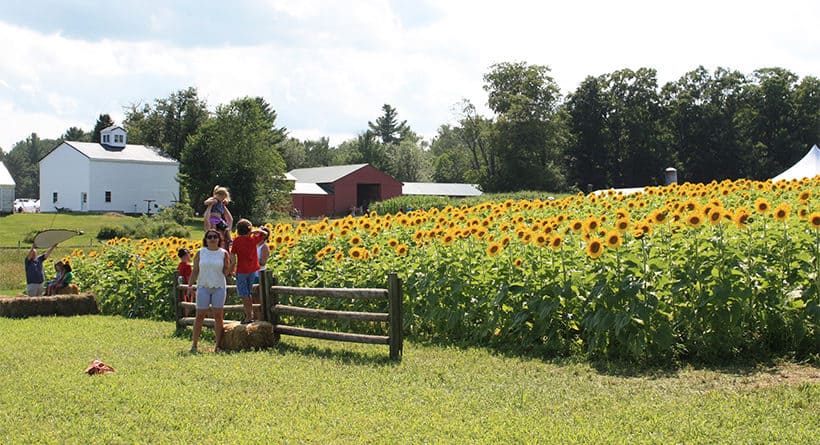 coppal house farm sunflowers