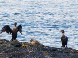 cormorants odiorne point