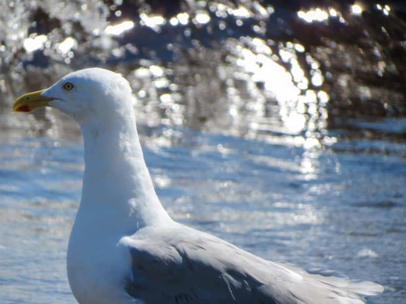 seagull odiorne point