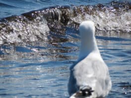 seagull odiorne point