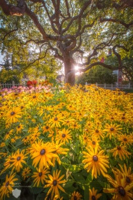 portsmouth flowers