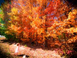 rochester foliage