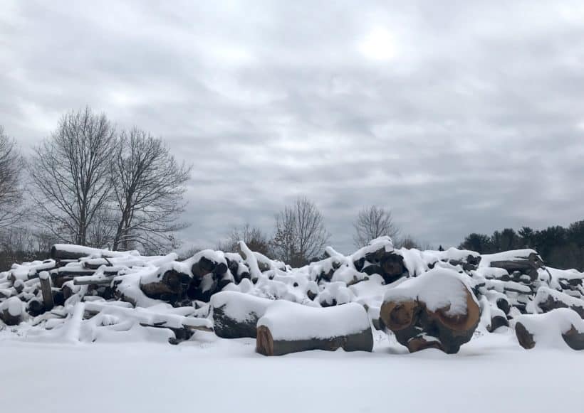 urban forestry center winter