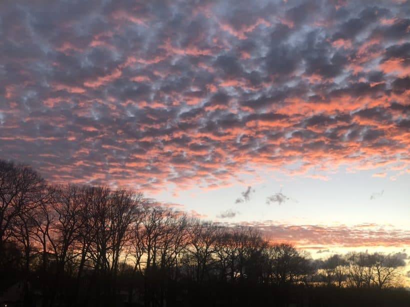 urban forestry center sunset