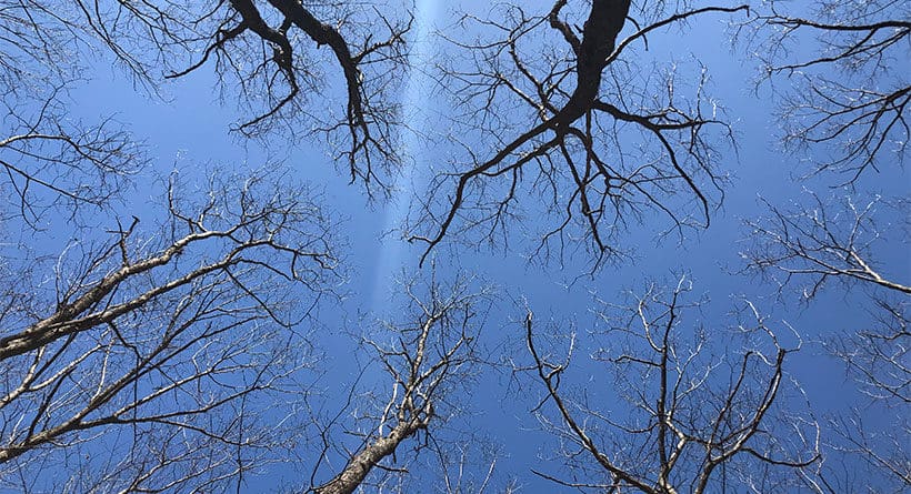 urban forestry center portsmouth