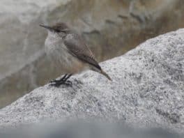 rock wren ogunquit