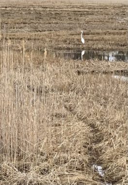 egret hampton