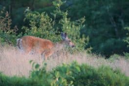 deer mount agamenticus