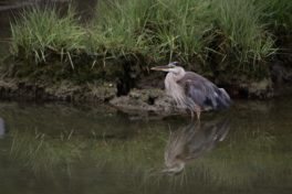 great blue heron york