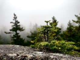 Mount Kearsarge