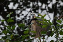 great blue heron portsmouth