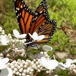 butterfly newmarket