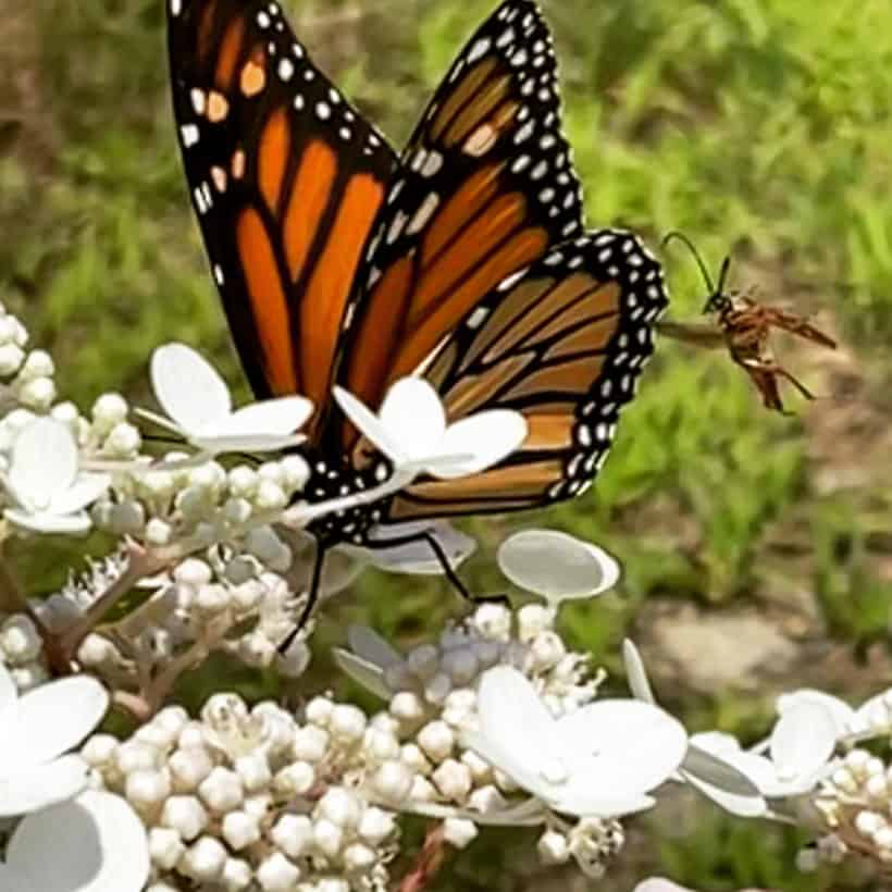 butterfly newmarket