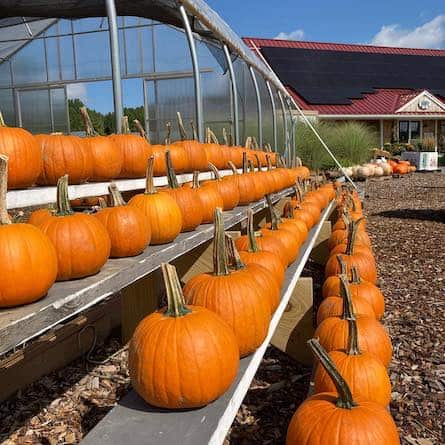 emery farm pumpkins