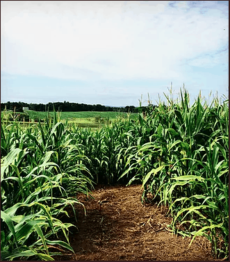 scamman farm corn maze