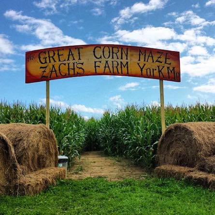 zachs corn maze york