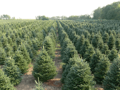 archambault christmas trees