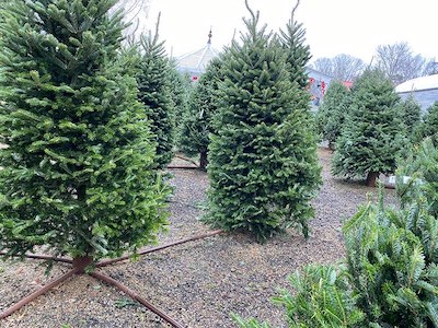 churchills christmas trees