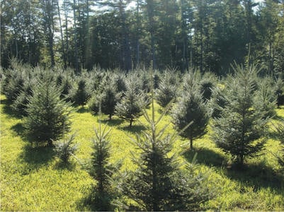 demeritt hill christmas trees