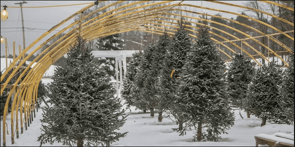 emery farm christmas trees