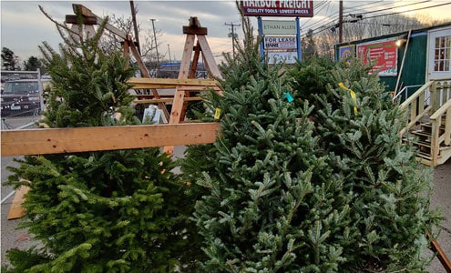 portsmouth rotary christmas trees