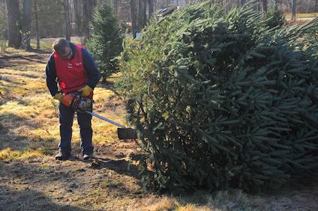 tonry farm christmas trees