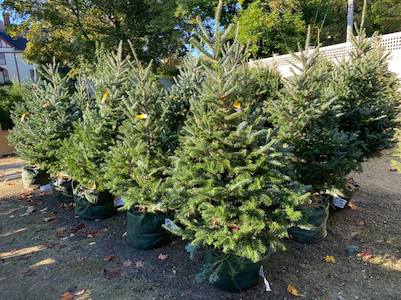 wentworth greenhouses spruce trees