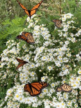 butterfly kittery