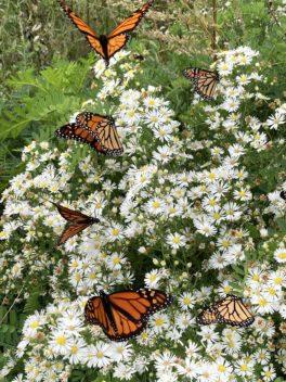 butterfly kittery