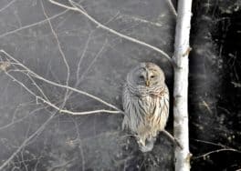 barred owl exeter nh