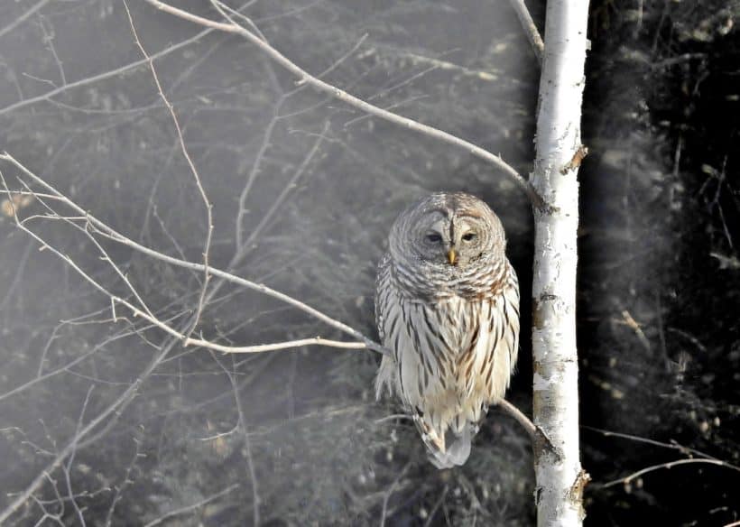 barred owl exeter nh