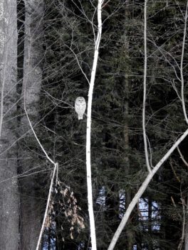 barred owl exeter