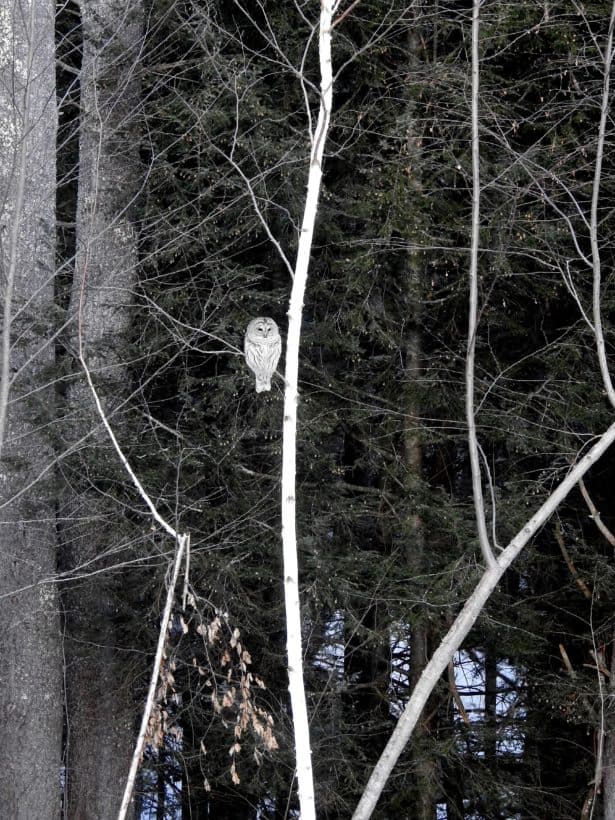 barred owl exeter