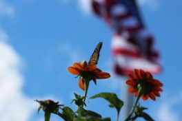 prescott park butterfly