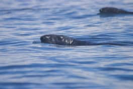 gray seals new hampshire