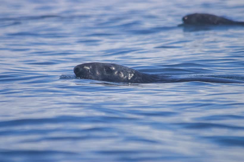 gray seals new hampshire