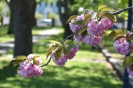 prescott park flowers portsmouth